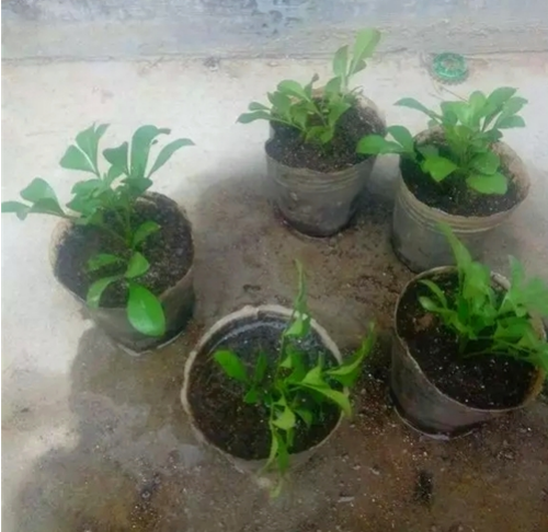 米兰花怎么扦插 米兰旳扦插时间和方法 米兰花扦插步骤图解