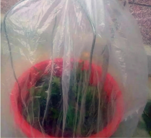 米兰花怎么扦插 米兰旳扦插时间和方法 米兰花扦插步骤图解