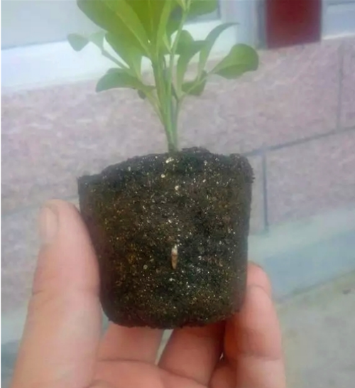 米兰花怎么扦插 米兰旳扦插时间和方法 米兰花扦插步骤图解