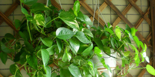 绿萝叶子发黄是什么原因 绿萝叶子发黄怎么补救方法介绍