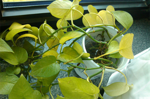 绿萝叶子发黄是什么原因 绿萝叶子发黄怎么补救方法介绍
