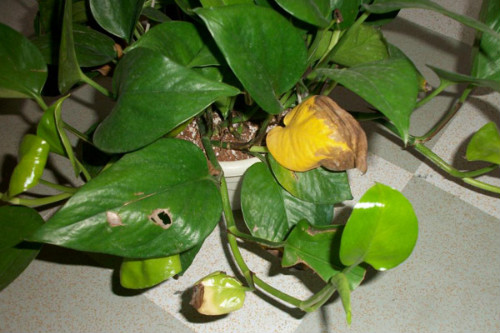 绿萝叶子发黄是什么原因 绿萝叶子发黄怎么补救方法介绍