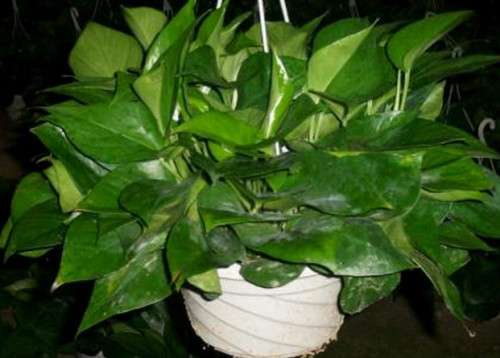 ����Ҷ�ӷ�����ʲôԭ��  ����Ҷ�ӷ�����ô���ȷ�������