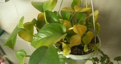 绿萝叶子发黄是什么原因 绿萝叶子发黄怎么补救方法介绍