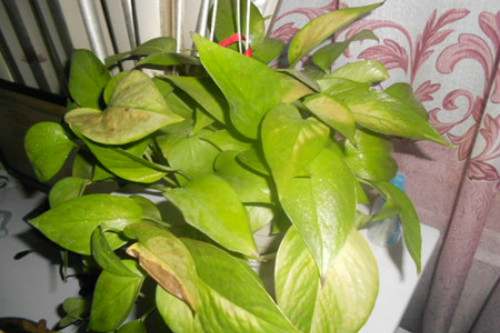 绿萝叶子发黄是什么原因 绿萝叶子发黄怎么补救方法介绍