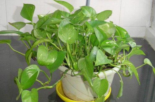 绿萝叶子发黄是什么原因 绿萝叶子发黄怎么补救方法介绍