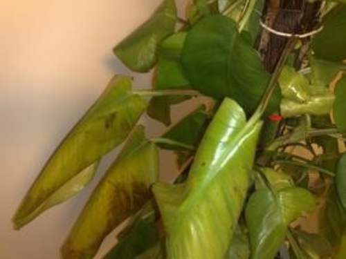 绿萝叶子发黄是什么原因 绿萝叶子发黄怎么补救方法介绍