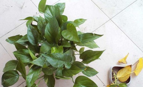 绿萝叶子发黄是什么原因 绿萝叶子发黄怎么补救方法介绍