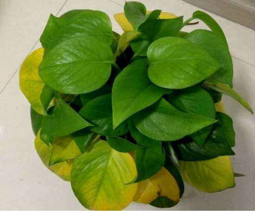 绿萝叶子发黄是什么原因 绿萝叶子发黄怎么补救方法介绍