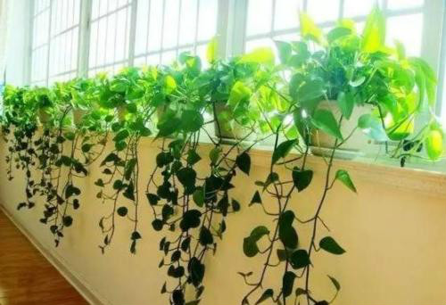 绿萝叶子发黄是什么原因 绿萝叶子发黄怎么补救方法介绍