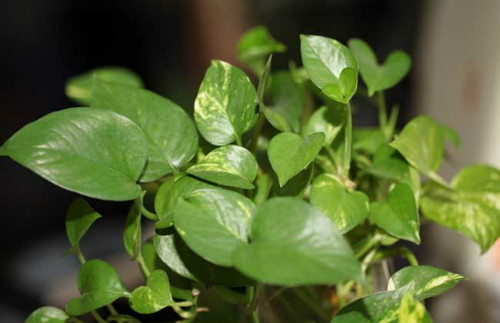 ˮ��������ô�����ÿ� ���ܵ���ֳ������ע����������Щ