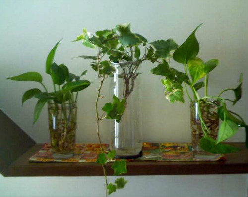 ˮ��������ô�����ÿ� ���ܵ���ֳ������ע����������Щ