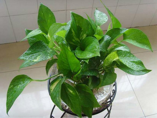 ˮ��������ô�����ÿ� ���ܵ���ֳ������ע����������Щ