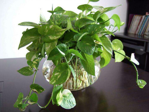 ˮ��������ô�����ÿ� ���ܵ���ֳ������ע����������Щ