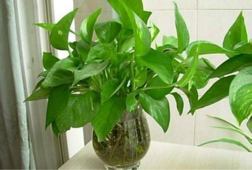 ˮ��������ô�����ÿ� ���ܵ���ֳ������ע����������Щ