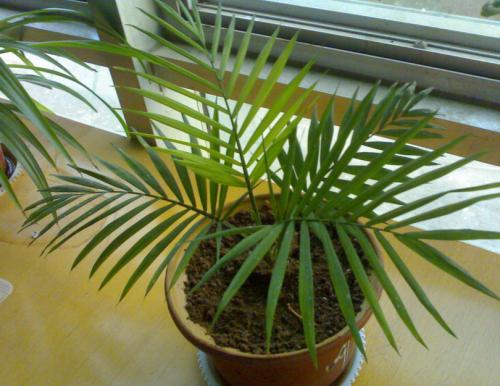 ����Ҭ����ʵ�õ���ֳ������ע������,����Ҭ�ӵķ�ֳ����ͼ��