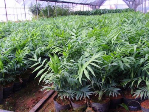 ����Ҭ����ʵ�õ���ֳ������ע������,����Ҭ�ӵķ�ֳ����ͼ��