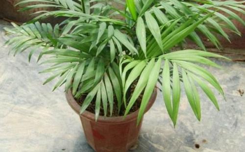 ����Ҭ����ʵ�õ���ֳ������ע������,����Ҭ�ӵķ�ֳ����ͼ��