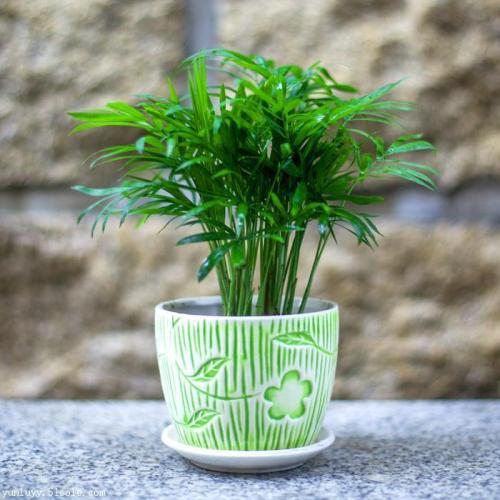 ����Ҭ����ʵ�õ���ֳ������ע������,����Ҭ�ӵķ�ֳ����ͼ��