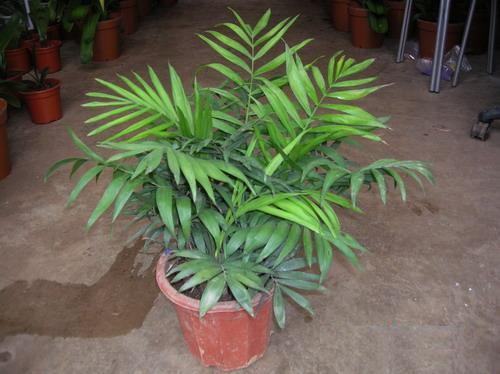 ����Ҭ����ʵ�õ���ֳ������ע������,����Ҭ�ӵķ�ֳ����ͼ��