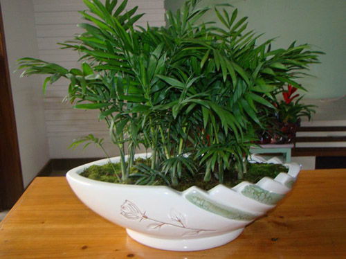 ����Ҭ����ʵ�õ���ֳ������ע������,����Ҭ�ӵķ�ֳ����ͼ��