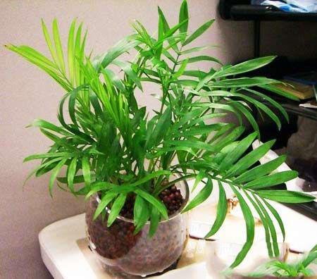 ����Ҭ�ӵ�Ҷ�Ӻ�֭Һ�ж���?����Ҭ�ӵĹ�Ч����������ʲô�ô�