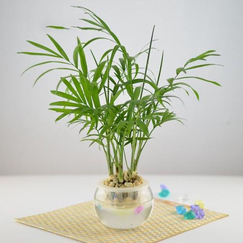 ����Ҭ�ӵ�Ҷ�Ӻ�֭Һ�ж���?����Ҭ�ӵĹ�Ч����������ʲô�ô�