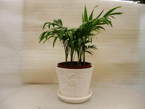 ����Ҭ���ܷ�����������?����Ҭ�Ӽ��аڷŵķ�ˮ���ɼ�ע������