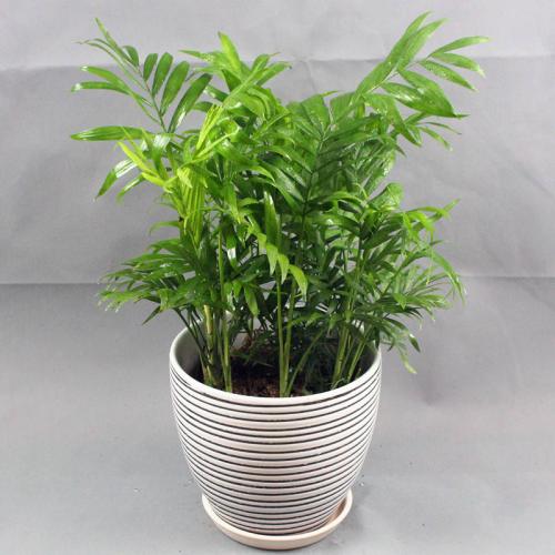 ����Ҭ���ܷ�����������?����Ҭ�Ӽ��аڷŵķ�ˮ���ɼ�ע������