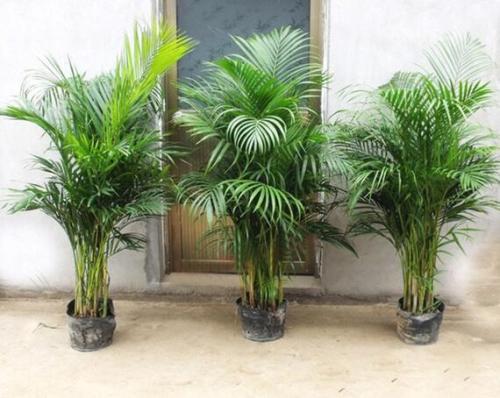 ����Ҭ���ܷ�����������?����Ҭ�Ӽ��аڷŵķ�ˮ���ɼ�ע������