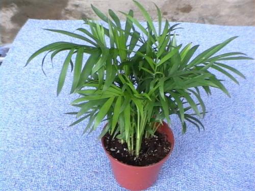 ����Ҭ�Ӷ�ý�һ��ˮ?����Ҭ���½�ˮ������?��������ô��ˮ����