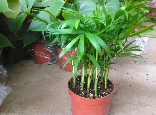 ����Ҭ�Ӷ�ý�һ��ˮ?����Ҭ���½�ˮ������?��������ô��ˮ����