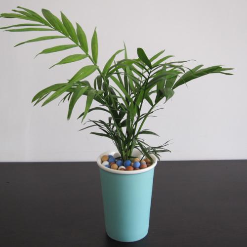 ����Ҭ��һ��Ҫ��ô���ų��ÿ�!����Ҭ�ӿ��Գ����һ�곤������?