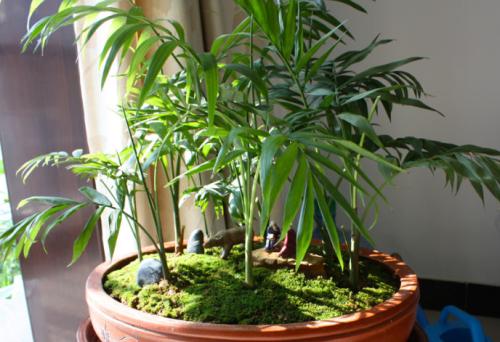 ����Ҭ��һ��Ҫ��ô���ų��ÿ�!����Ҭ�ӿ��Գ����һ�곤������?