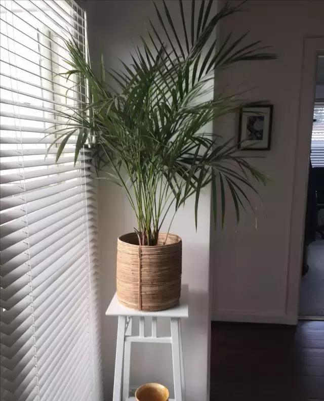 ����Ҭ��һ��Ҫ��ô���ų��ÿ�!����Ҭ�ӿ��Գ����һ�곤������?