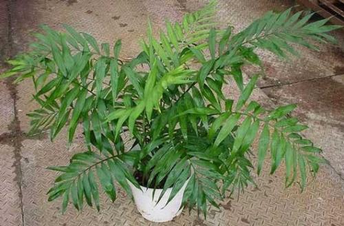 ����Ҭ��һ��Ҫ��ô���ų��ÿ�!����Ҭ�ӿ��Գ����һ�곤������?