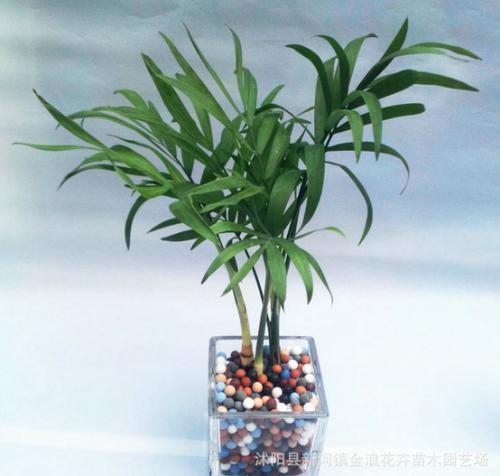 ����Ҭ��һ��Ҫ��ô���ų��ÿ�!����Ҭ�ӿ��Գ����һ�곤������?