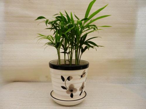 ����Ҭ��һ��Ҫ��ô���ų��ÿ�!����Ҭ�ӿ��Գ����һ�곤������?