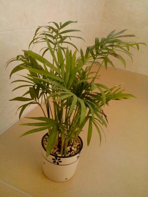 袖珍椰子叶子发黄干枯了怎么办?最常见的原因分析及挽救方法