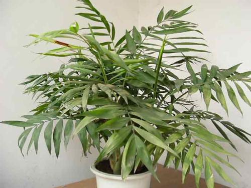 袖珍椰子叶子发黄干枯了怎么办?最常见的原因分析及挽救方法