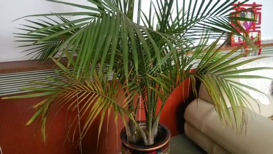 袖珍椰子叶子发黄干枯了怎么办?最常见的原因分析及挽救方法