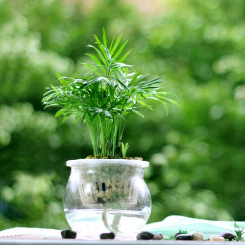 ����ˮ������Ҭ�ӵ���ϸ���̲���ͼ��,ˮ������Ҭ�ӵ���������