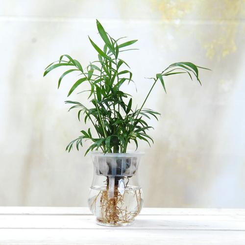 ����ˮ������Ҭ�ӵ���ϸ���̲���ͼ��,ˮ������Ҭ�ӵ���������