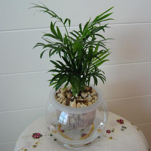 ����ˮ������Ҭ�ӵ���ϸ���̲���ͼ��,ˮ������Ҭ�ӵ���������