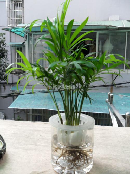 ����ˮ������Ҭ�ӵ���ϸ���̲���ͼ��,ˮ������Ҭ�ӵ���������