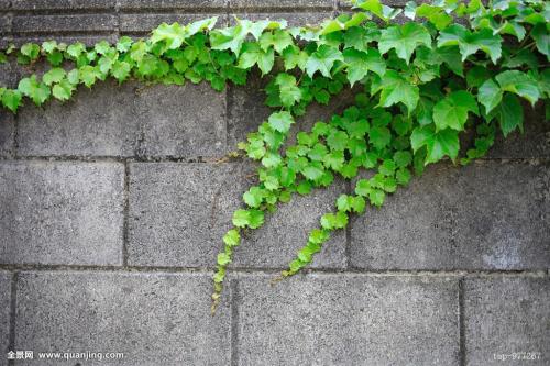 �����ٿ���ˮ����ˮ�෽��ͼ����ô��֦�� ������ˮ����ֳ����