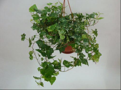 �����ٿ���ˮ����ˮ�෽��ͼ����ô��֦�� ������ˮ����ֳ����