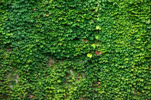 �����ٿ���ˮ����ˮ�෽��ͼ����ô��֦�� ������ˮ����ֳ����