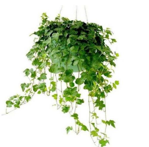 �����ٿ���ˮ����ˮ�෽��ͼ����ô��֦�� ������ˮ����ֳ����