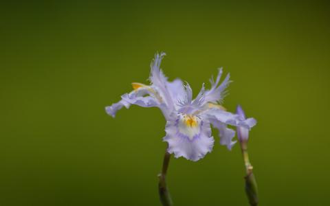 �β����ֲ��������ô��ֲ���� �β��ֲע�������������